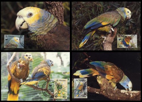 St. vincent wwf parrot 4 official maxicards