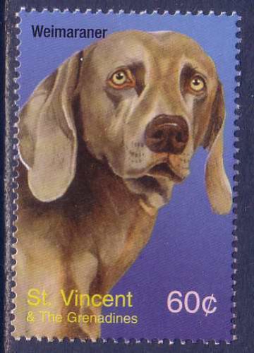 Weimaraner Dogs Saint Vincent Grenadines MNH stamp